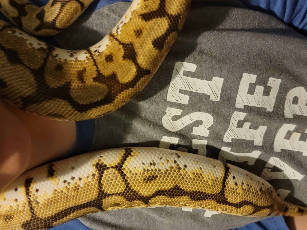 Mackinnon Reptiles | 182 Foster St, Berwick, NS B0P 1E0, Canada | Phone: (902) 691-0455