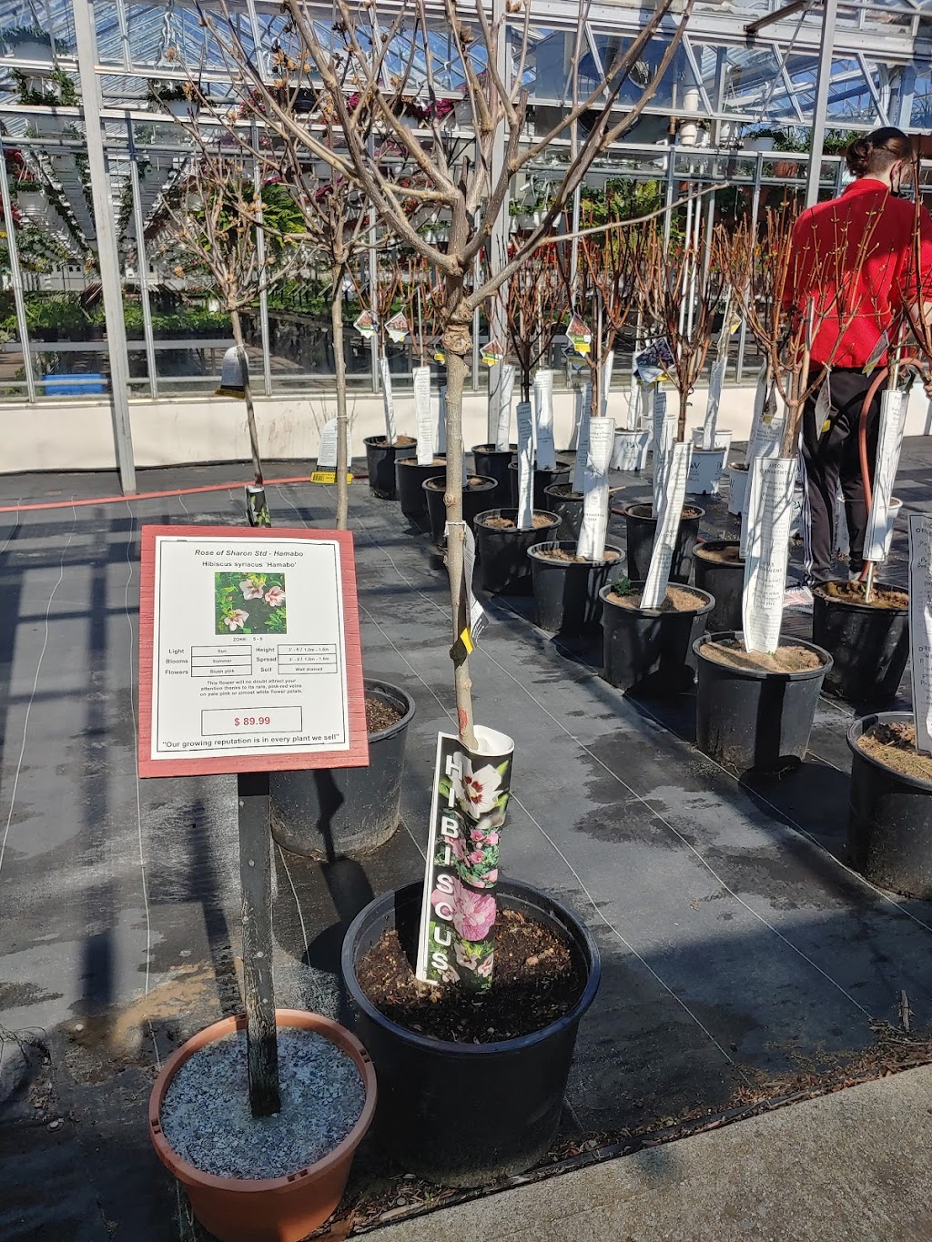 Sunrise Greenhouses Ltd | 3324 Second Ave, Vineland Station, ON L0R 2E0, Canada | Phone: (905) 562-3411