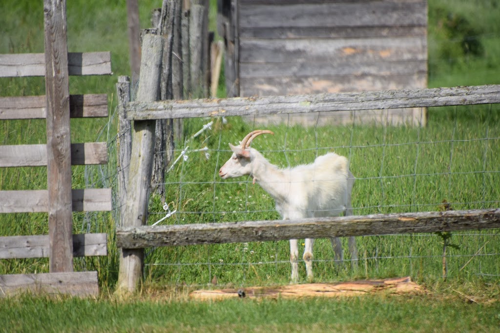 Domaine de lOie Toquée | 234 Quebec 116 E, Saint-Agapit, QC G0S 1Z0, Canada | Phone: (418) 261-2226