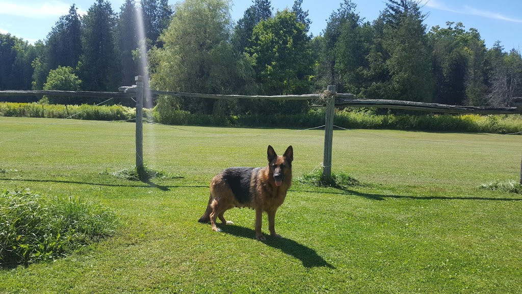 Ahornblatt German Shepherds | 13604 Guelph Line, Campbellville, ON L0P 1B0, Canada | Phone: (416) 272-7264