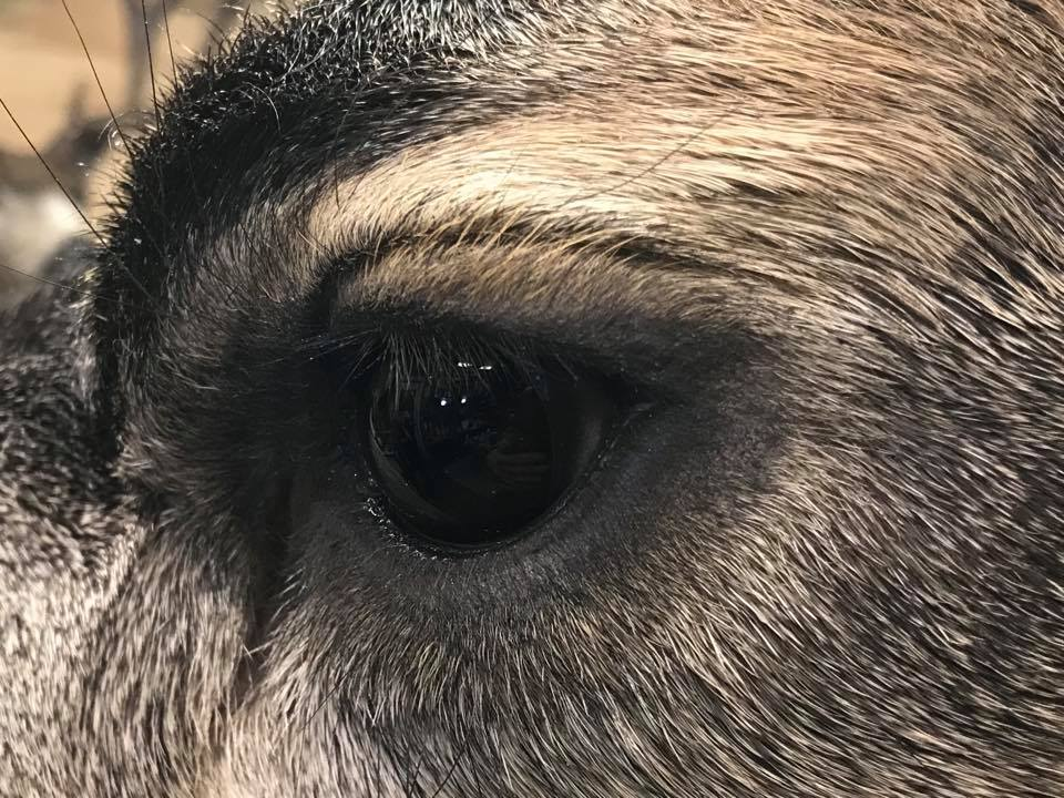 Wilderness Taxidermy Studio | 2709 Grandview Heights, Merritt, BC V1K 1R1, Canada | Phone: (250) 315-5071