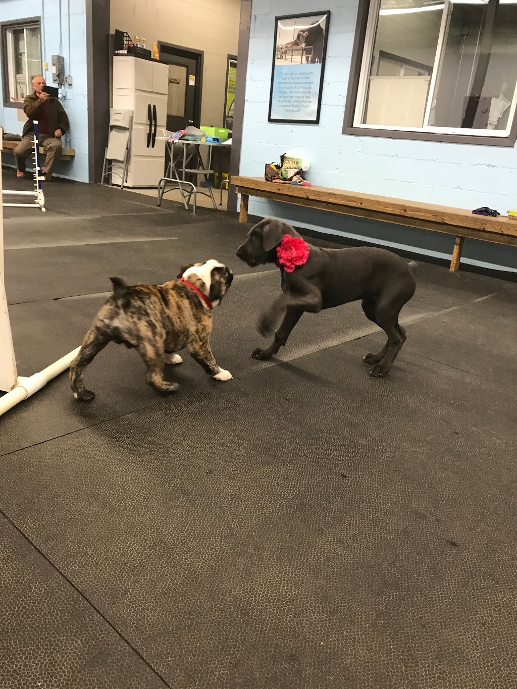 Ellies Wag and Train KW | 1680 Victoria St N, Kitchener, ON N2B 3E5, Canada | Phone: (519) 742-4000