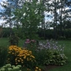 Peter Hordyk Landscape | Milburough Town Line, Burlington, ON L7P 0C8, Canada | Phone: (905) 689-1667
