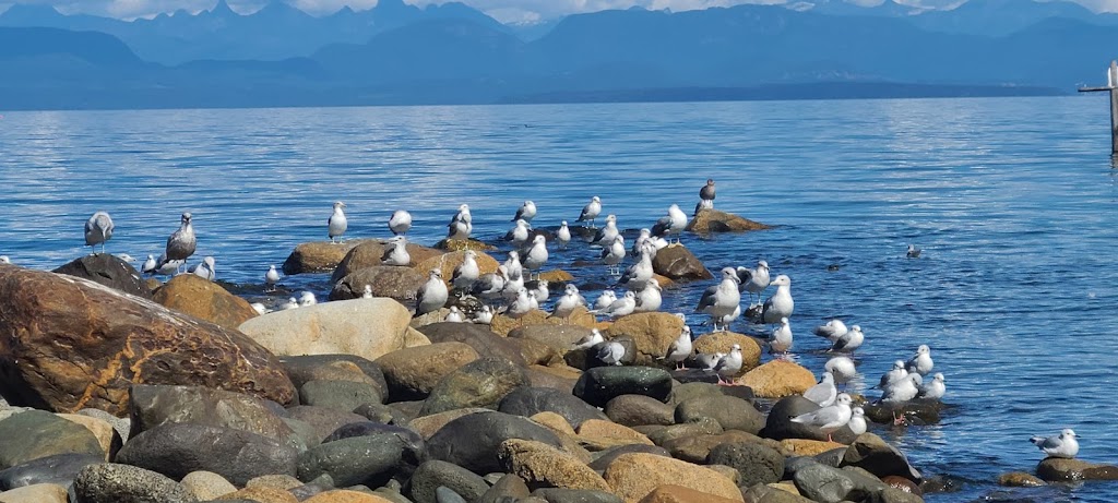 Copes Islander Oceanfront B&B | 1484 Wilkinson Rd, Comox, BC V9M 4B3, Canada | Phone: (250) 339-1038