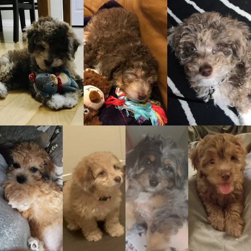 Delilahs Poodle Doodles | 936 Harmony Rd N #968, Oshawa, ON L1K 2B3, Canada | Phone: (416) 556-7688