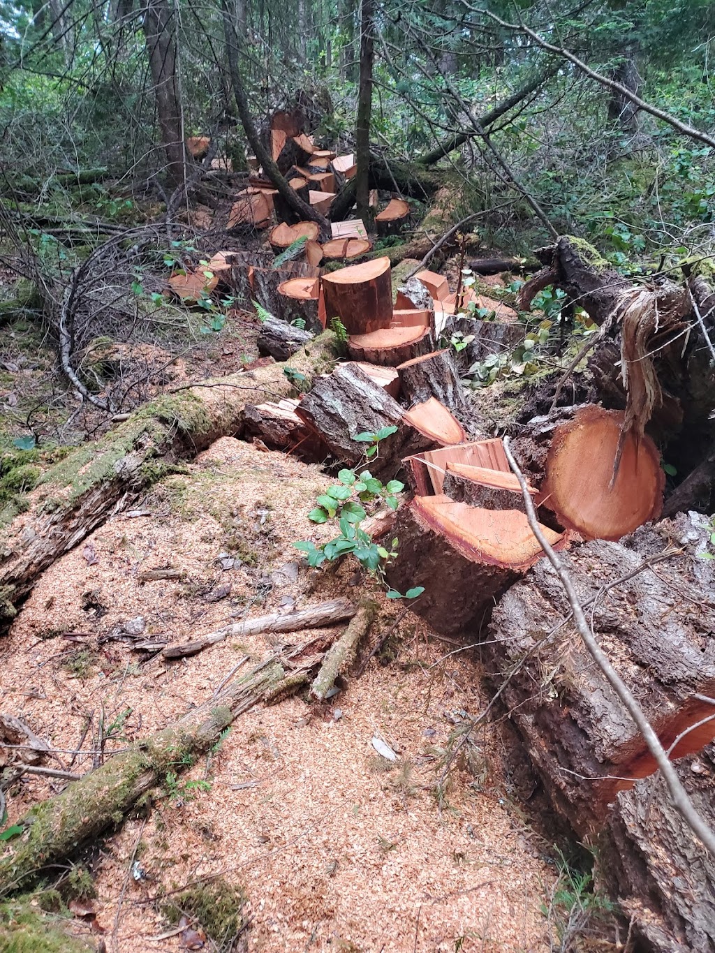 D Pegg Industries Ltd. | 88 Pilkey Point Rd, Thetis Island, BC V0R 2Y0, Canada | Phone: (250) 252-1312