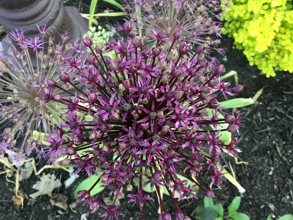 Frasers Market Flowers | 764 Russett Dr, Arnprior, ON K7S 3G8, Canada | Phone: (613) 322-4793