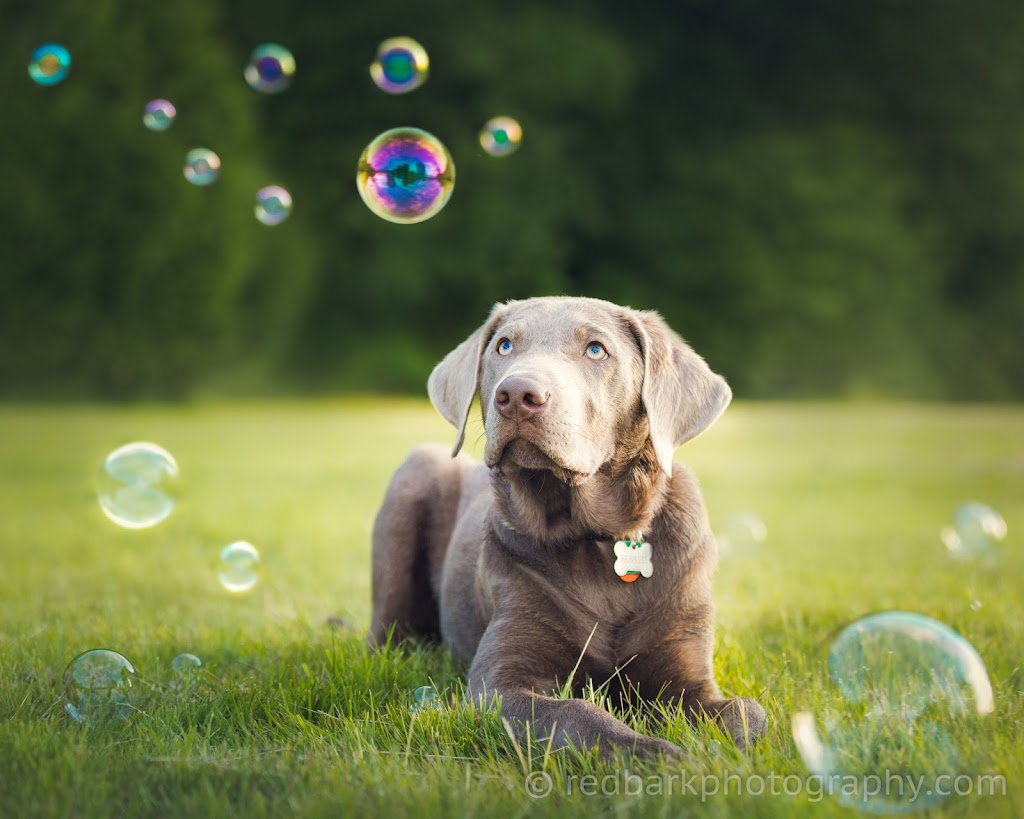 Red Bark Photography | box 205, 41830 Hope Rd, Brackendale, BC V0N 1H0, Canada | Phone: (778) 317-3477