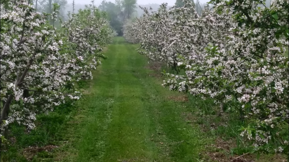 Scotview Orchards | 159 Norwich Rd, Scotland, ON N0E 1R0, Canada | Phone: (519) 446-2476