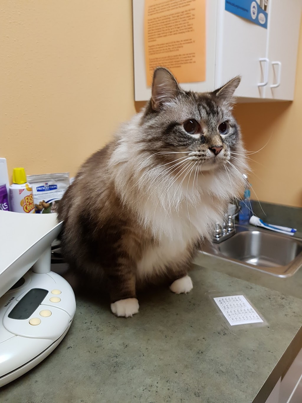 Maplewood Animal Hospital | 2869 W Maplewood Ave, Bellingham, WA 98225, USA | Phone: (360) 715-1430