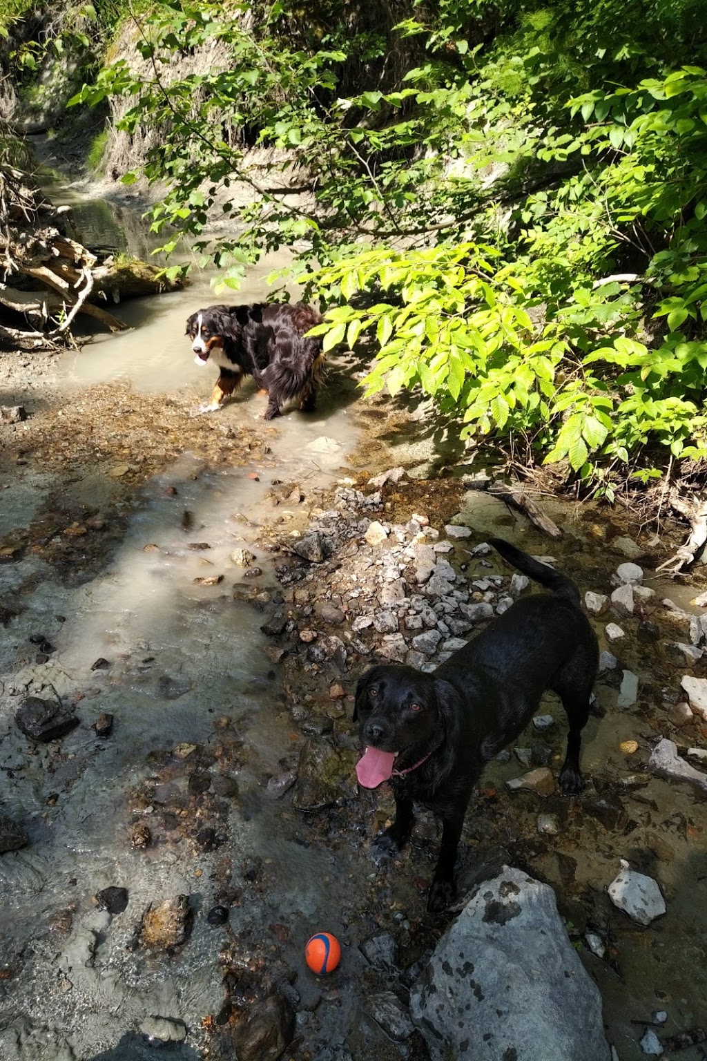 Technologie Dog Park | 200 Boulevard de la Technologie, Gatineau, QC J8Z 3H8, Canada