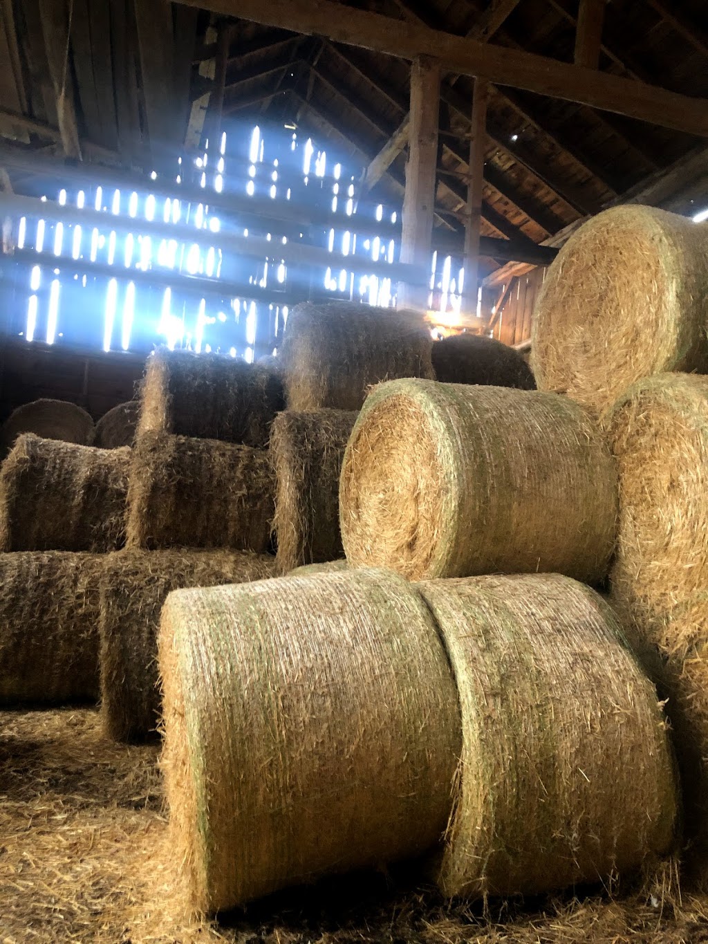 CARTWRIGHT FARMS | 5650 Shiloh Rd, Newtonville, ON L0A 1J0, Canada | Phone: (905) 983-9471