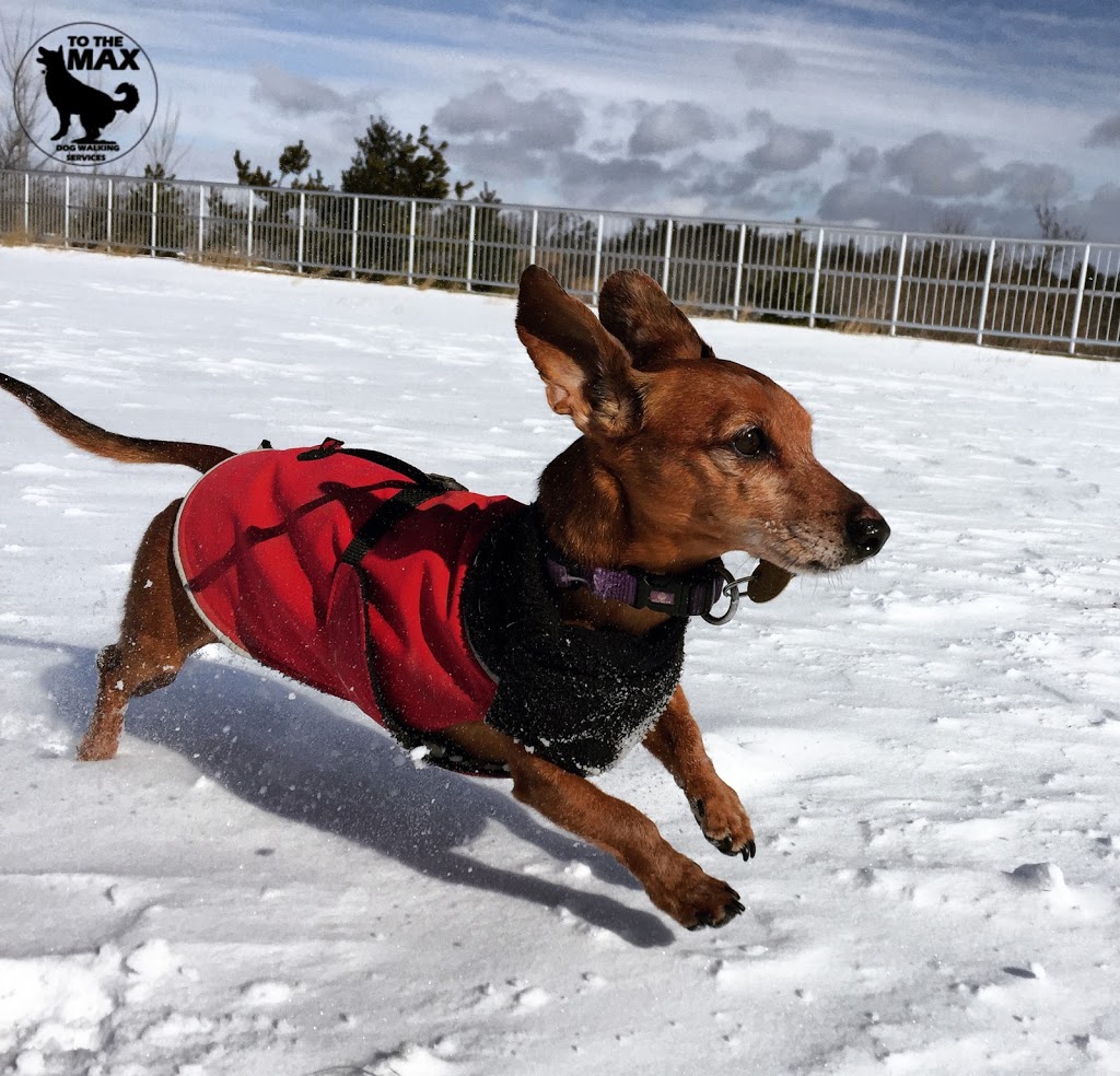 To The MAX - Dog Walking Services | 9 Barrhead Crescent, Etobicoke, ON M9W 3Z2, Canada | Phone: (416) 574-7848