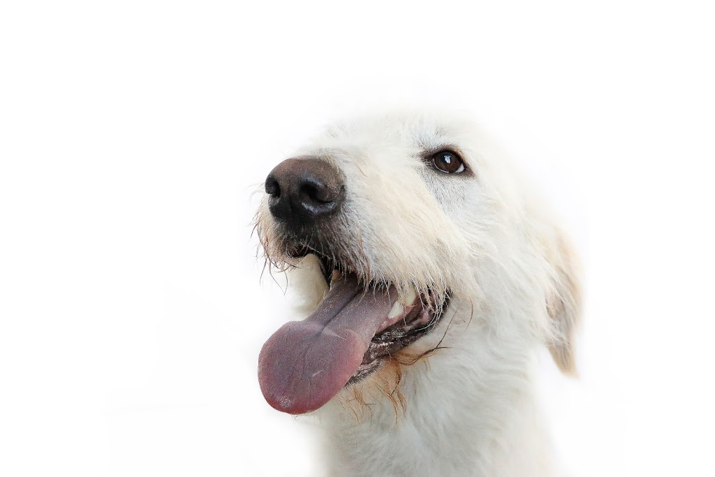 Paws Pet Pad | 4105 65A Avenue, Leduc, AB T9E 0Z4, Canada | Phone: (780) 900-8639