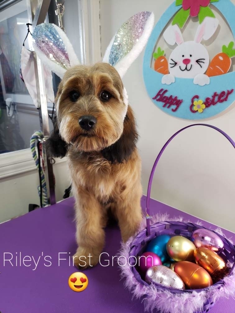 Party Paws Pet Grooming & Pet Sitting | 762 The Queensway S, Keswick, ON L4P 4C9, Canada | Phone: (905) 868-5358