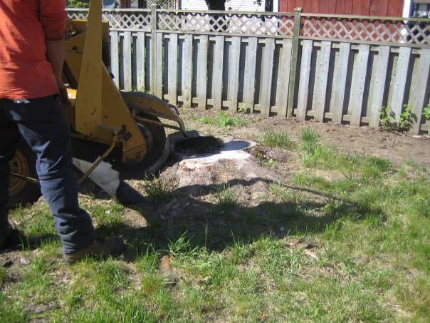 Davey Tree Expert Co. of Canada, Limited | 641 Wright St, Strathroy, ON N7G 3H8, Canada | Phone: (519) 245-1019
