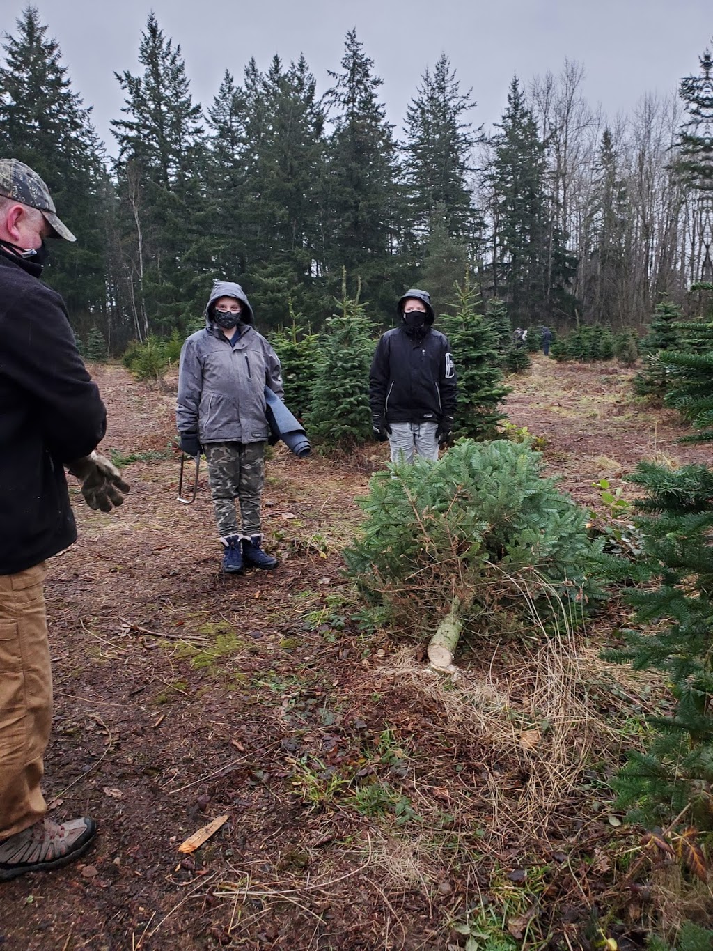 Tannenbaum Christmas Tree Farm | 5398 252 St, Aldergrove, BC V4W 1T1, Canada | Phone: (778) 552-3259