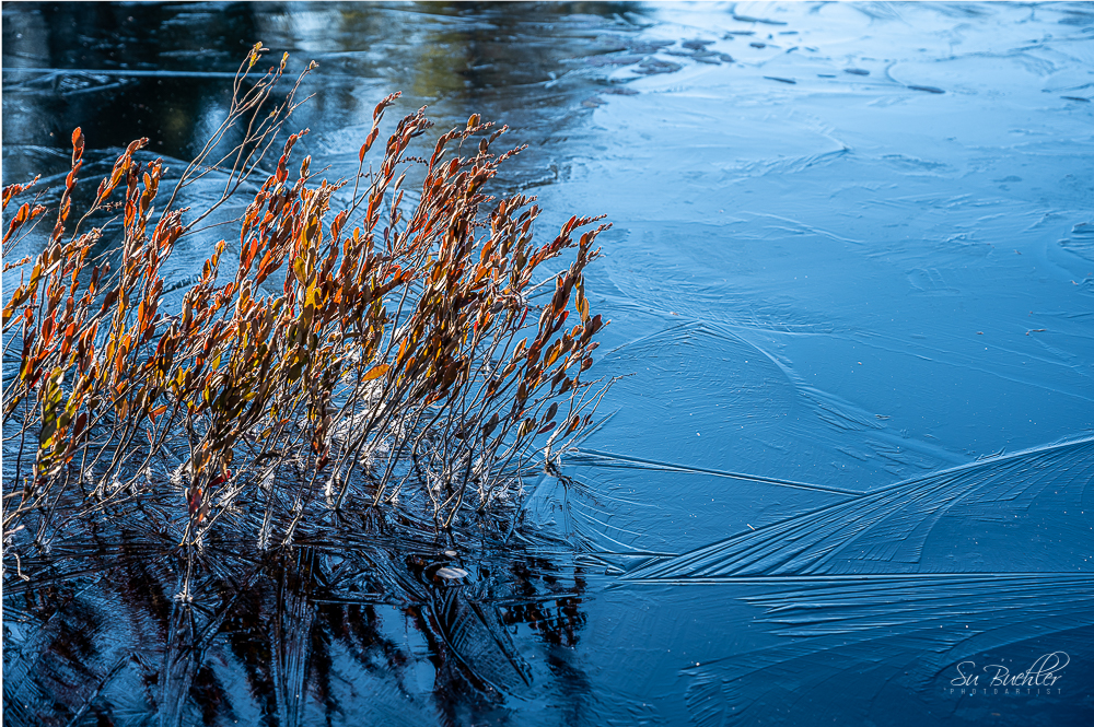 Su Buehler Photography | 35 Green Valley Dr, Kitchener, ON N2P 2A5, Canada | Phone: (519) 897-8237