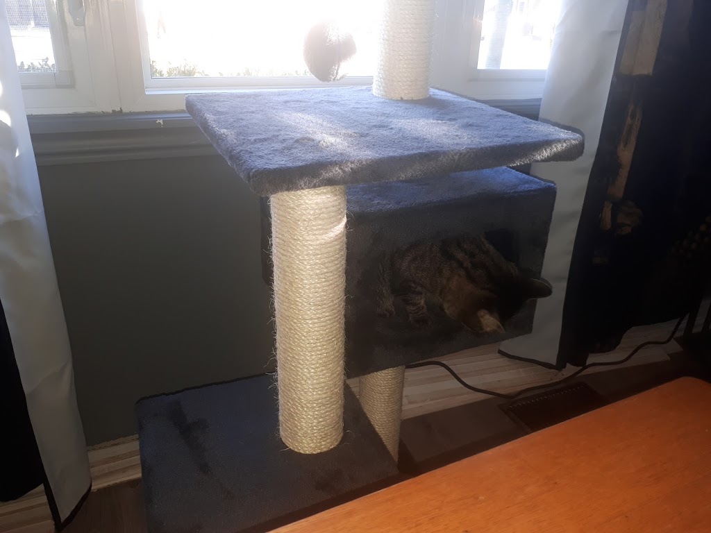 Pet Valu | 337 Notre Dame St, Belle River, ON N0R 1A0, Canada | Phone: (519) 728-1750