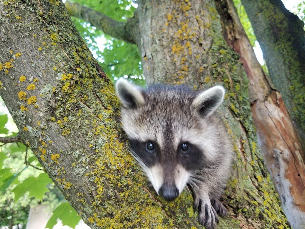 Saveourcritters | 2606 25th Side Rd, Innisfil, ON L9S 3V2, Canada | Phone: (289) 839-1941