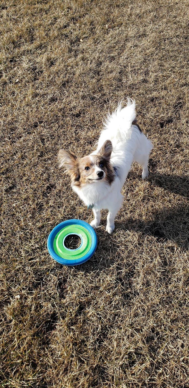 Capilano Animal Clinic | 9945 50 St NW #107, Edmonton, AB T6A 0L4, Canada | Phone: (780) 469-0657