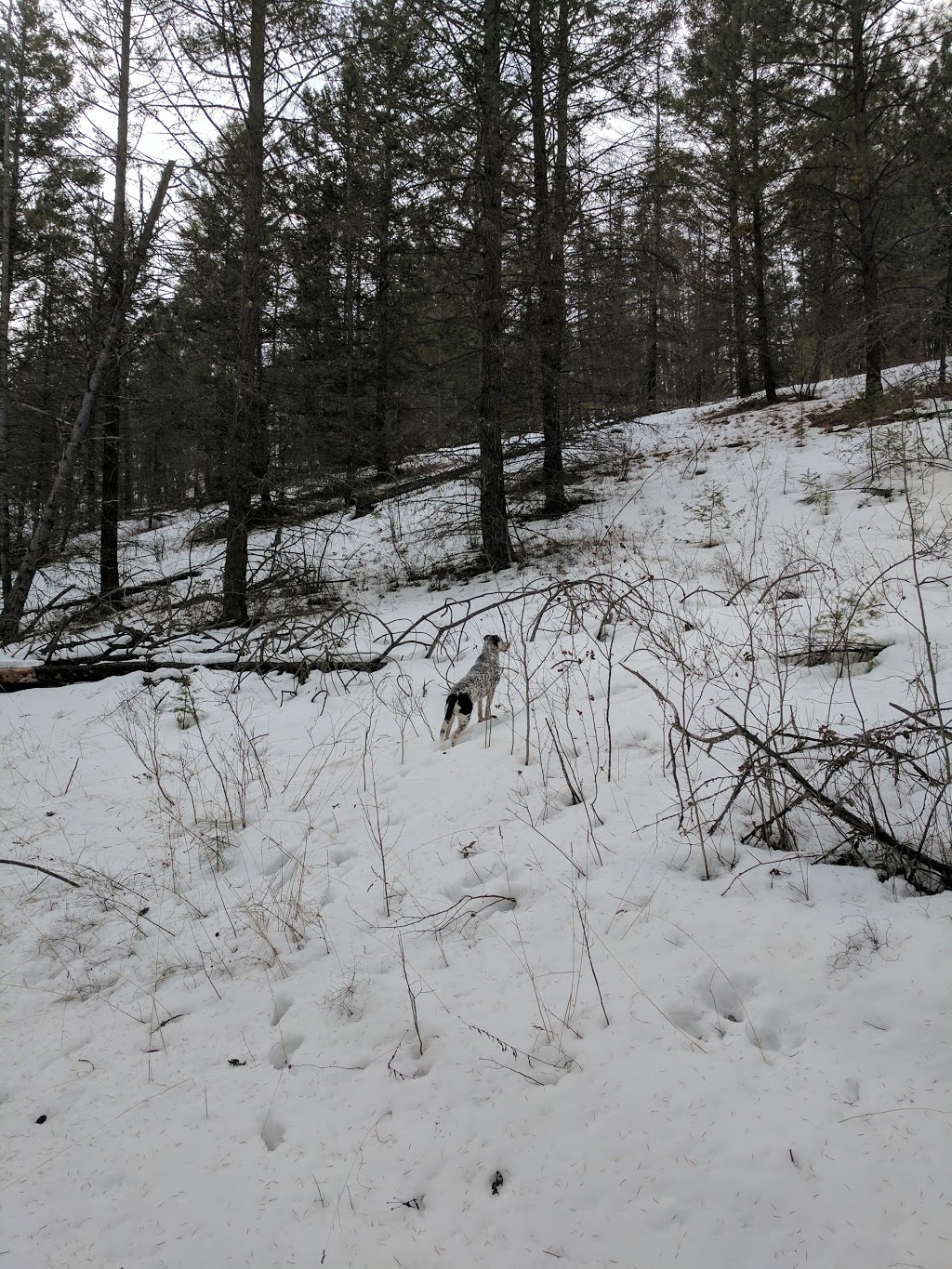 North Glenmore Dog Park | 2150 Glenmore Rd N, Kelowna, BC V1V 2C5, Canada | Phone: (250) 469-8503