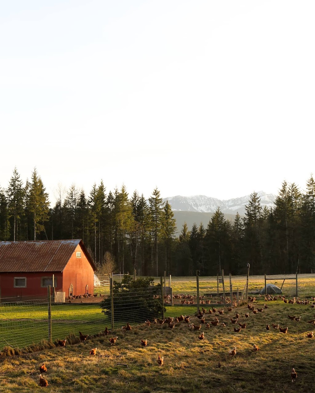 Kehler Vegetable Company | #8083, Black Creek, BC V9J 1G9, Canada | Phone: (250) 202-3236