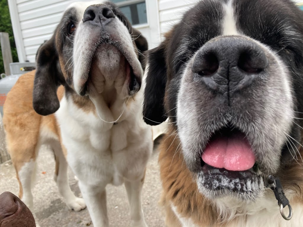 Doggy Daycare and Sleepovers | 440 Aranda Way, Codrington, ON K0K 1R0, Canada | Phone: (613) 847-3418
