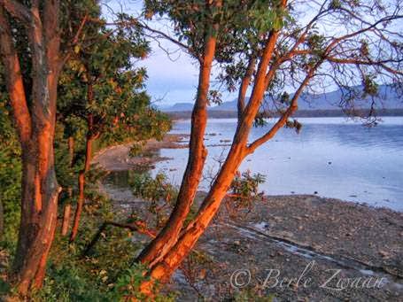 Natural Moments Photography | 1204 Braithwaite Dr, Cobble Hill, BC V0R 1L4, Canada | Phone: (250) 818-5708