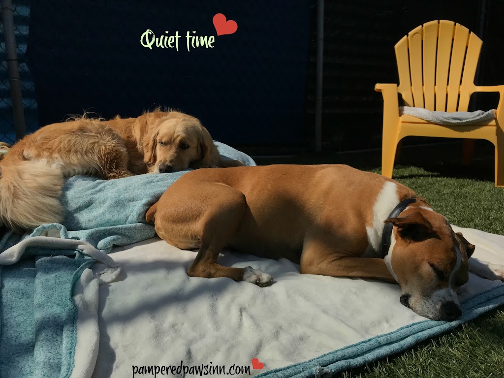 Pampered Paws Inn | 1725 Hammonds Plains Rd, Hammonds Plains, NS B4B 1P5, Canada | Phone: (902) 835-5739