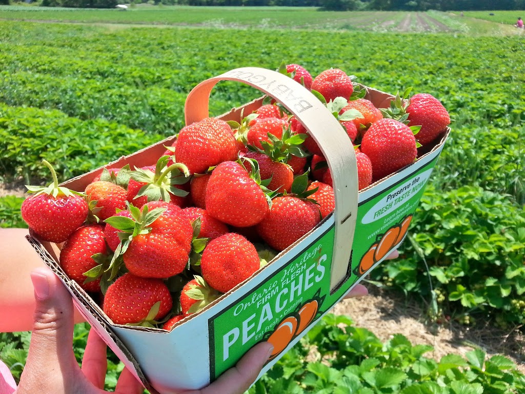 Blueberry Knoll Berry Farm | 1091 Hutchinson Rd, Lowbanks, ON N0A 1K0, Canada | Phone: (905) 774-7732