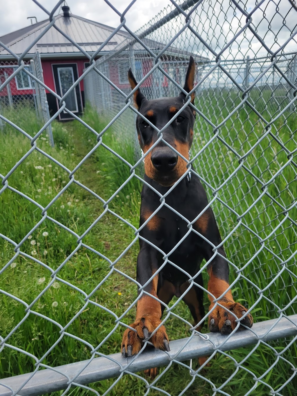 780 Kennels | 51227 Range Rd 280, Alberta T7Y 3H6, Canada | Phone: (780) 887-8805
