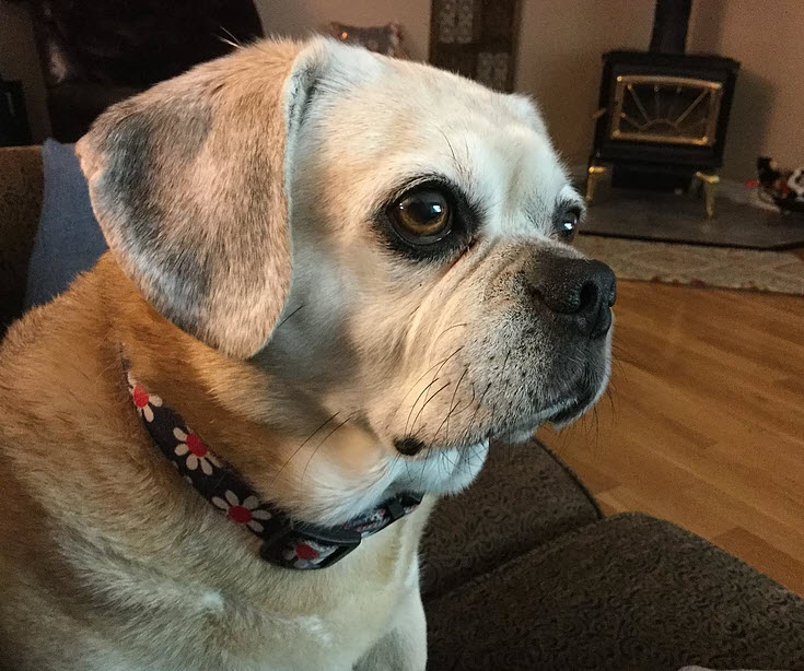 Four Paws Pet Grocery & Boutique - Pet Food and Supplies Sidney  | 305-9810 Seventh St, Sidney, BC V8L 4W6, Canada | Phone: (250) 656-5553