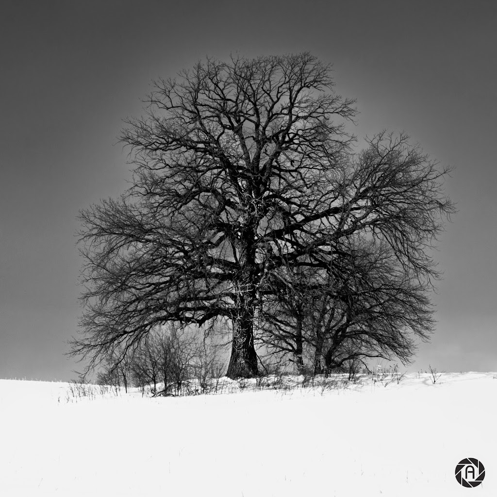 Aperture Design & Photography | 11 Blaydon Ln, Aurora, ON L4G 7P7, Canada | Phone: (416) 560-5719