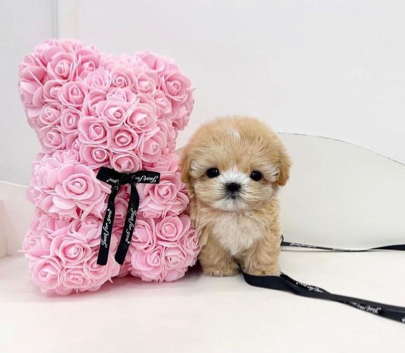 Maltese and poodle puppies for sale | 6780 Breanna Cardill St, Greely, ON K4P 0C1, Canada | Phone: (647) 547-2171