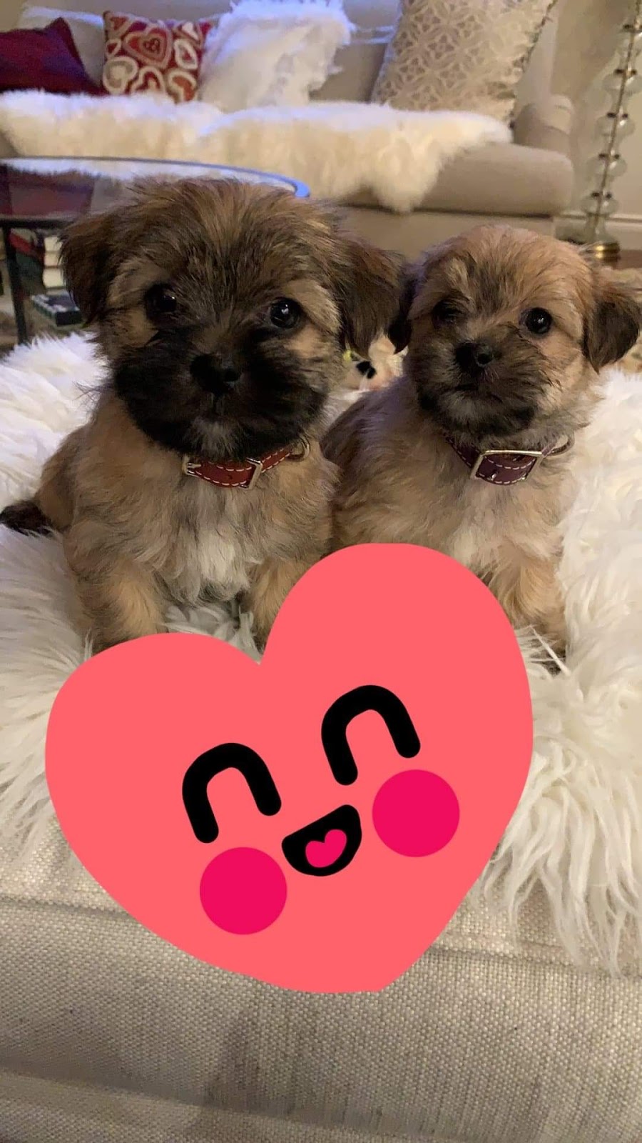 Pet Planet | 3715 47 Ave #305, Sylvan Lake, AB T4S 0C8, Canada | Phone: (403) 887-2275
