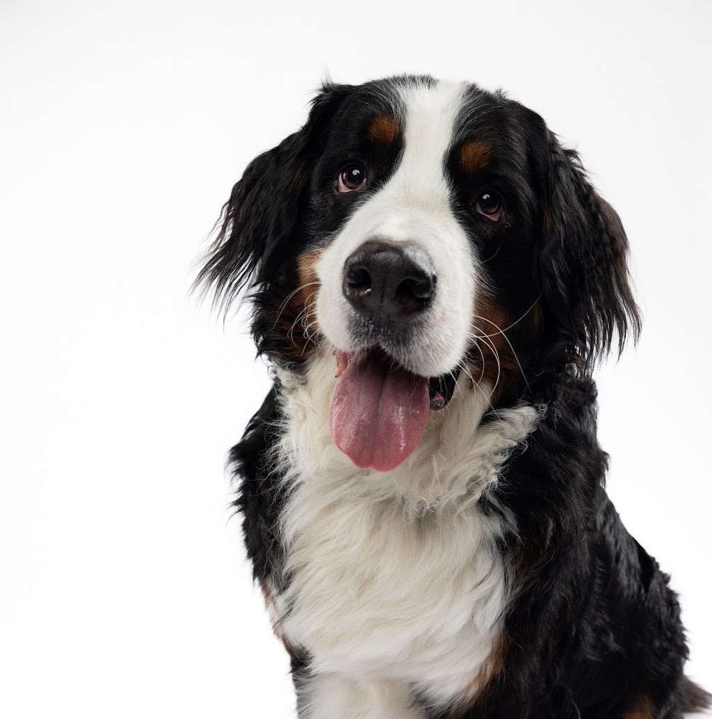 Oh, For the Love of Dog Studio | 3749 Donnelly Dr, Kemptville, ON K0G 1J0, Canada | Phone: (613) 889-0157