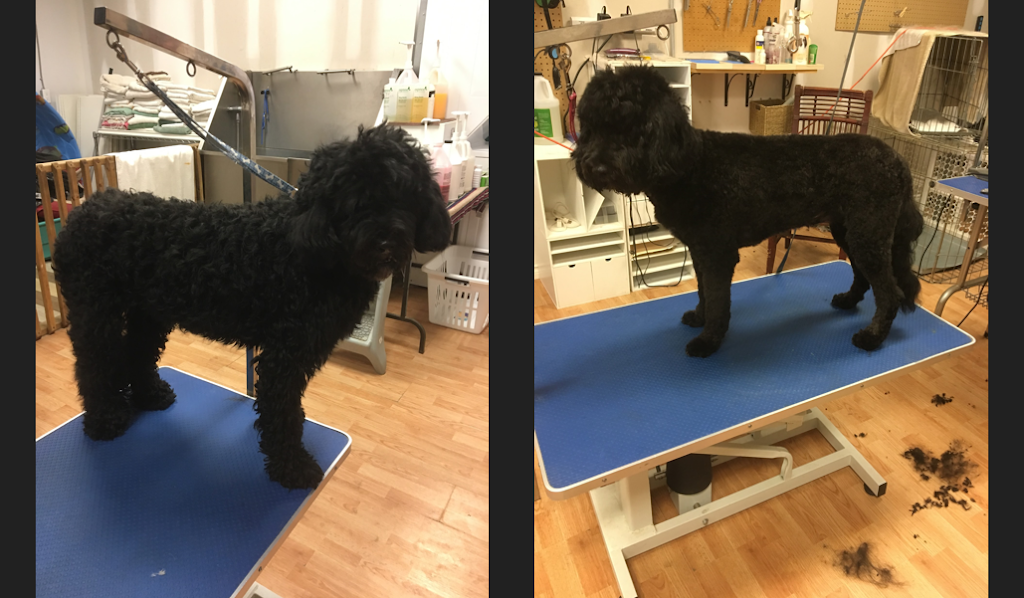 Clip and Tails Doggie Day Spa & Pet Store | 30 Glamis Rd #5B, Cambridge, ON N1R 7H5, Canada | Phone: (519) 622-3023