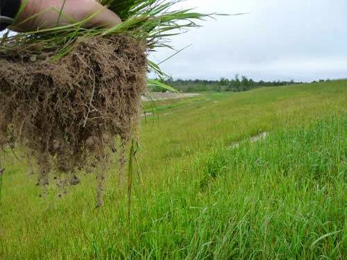 Verdyol Biotic Earth - Hydroseeding Manufacturer & Supplier | Box 69, Riverton, MB R0C 2R0, Canada | Phone: (204) 378-2142