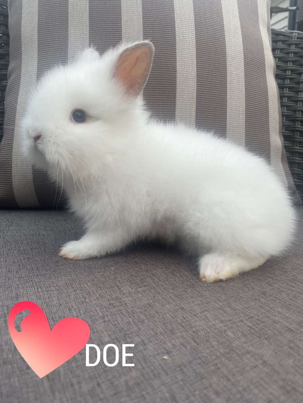 Cottonfluff Rabbitry | 641 QC-220, Bonsecours, QC J0E 1H0, Canada | Phone: (819) 678-7504