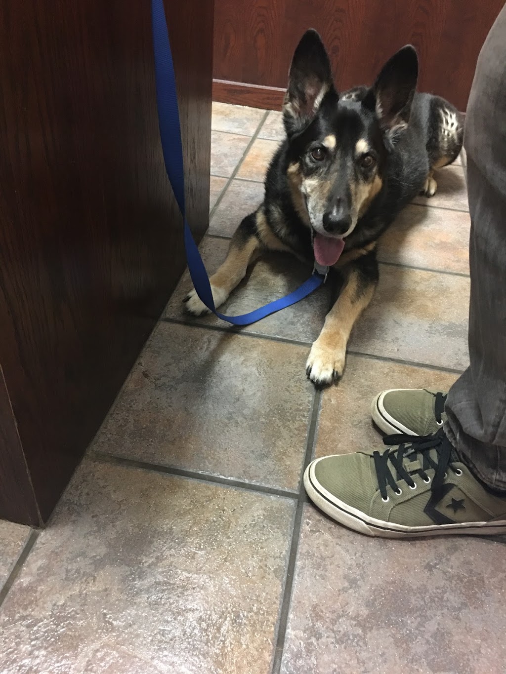 Sundre Pioneer Veterinary Services | 709 Main Ave W, Sundre, AB T0M 1X0, Canada | Phone: (403) 638-3774