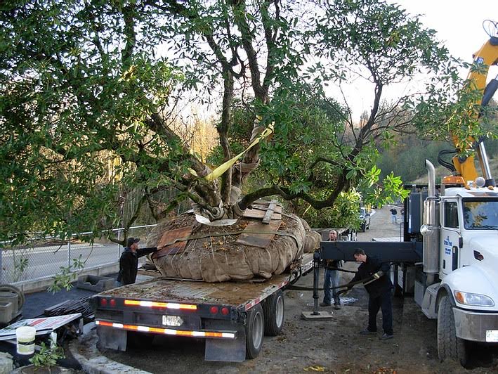 Treewisemen Landscaping Ltd. | 39472 No 5 Rd, Abbotsford, BC V3G 2G3, Canada | Phone: (604) 861-8733