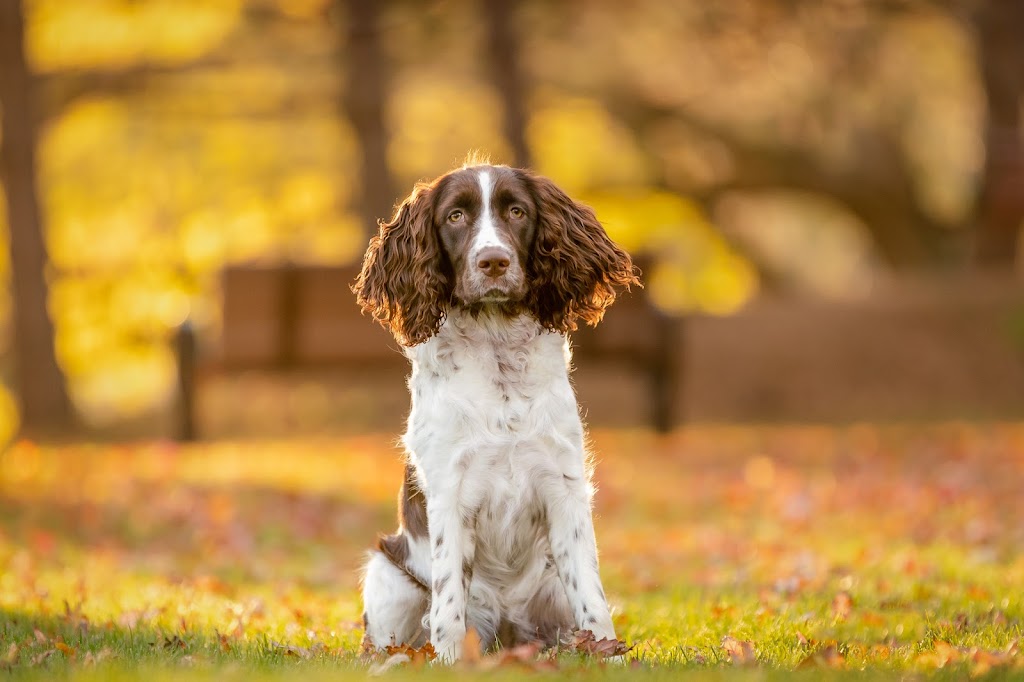 Oh My Dog Walking & Pet Photography | 24 Shelley Ave, St. Catharines, ON L2N 5L5, Canada | Phone: (905) 933-1035