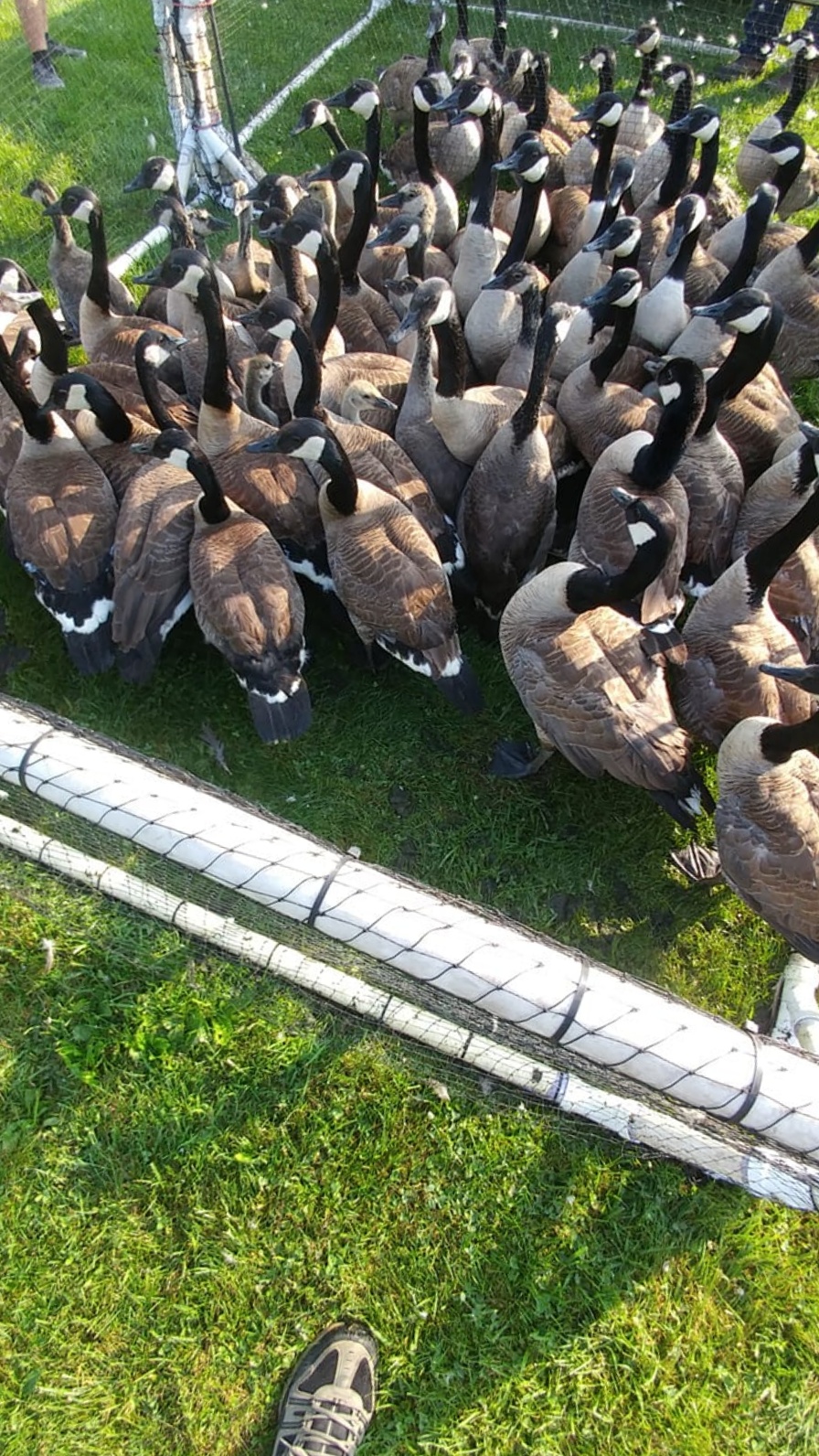Toronto Animal Exterminator | 873 Jane St, York, ON M6N 4C4, Canada | Phone: (647) 670-0726