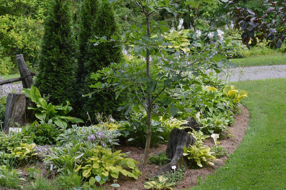 AUX MILLE HOSTAS | 635 Rte de Mansonville, Mansonville, QC J0E 1X0, Canada | Phone: (450) 292-8902