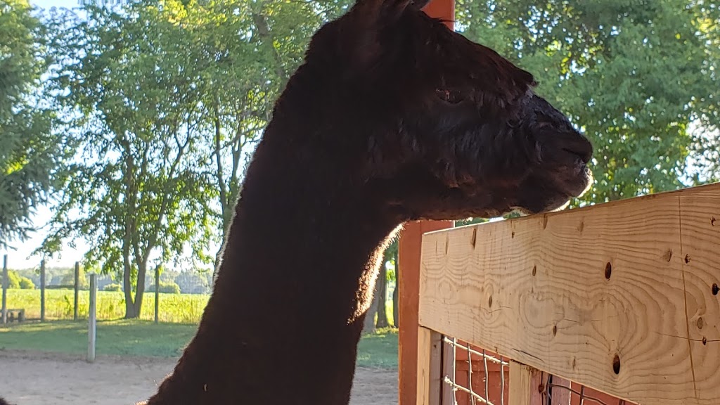 South West Alpacas | 24 King St N, Scotland, ON N0E 1R0, Canada | Phone: (888) 830-8688