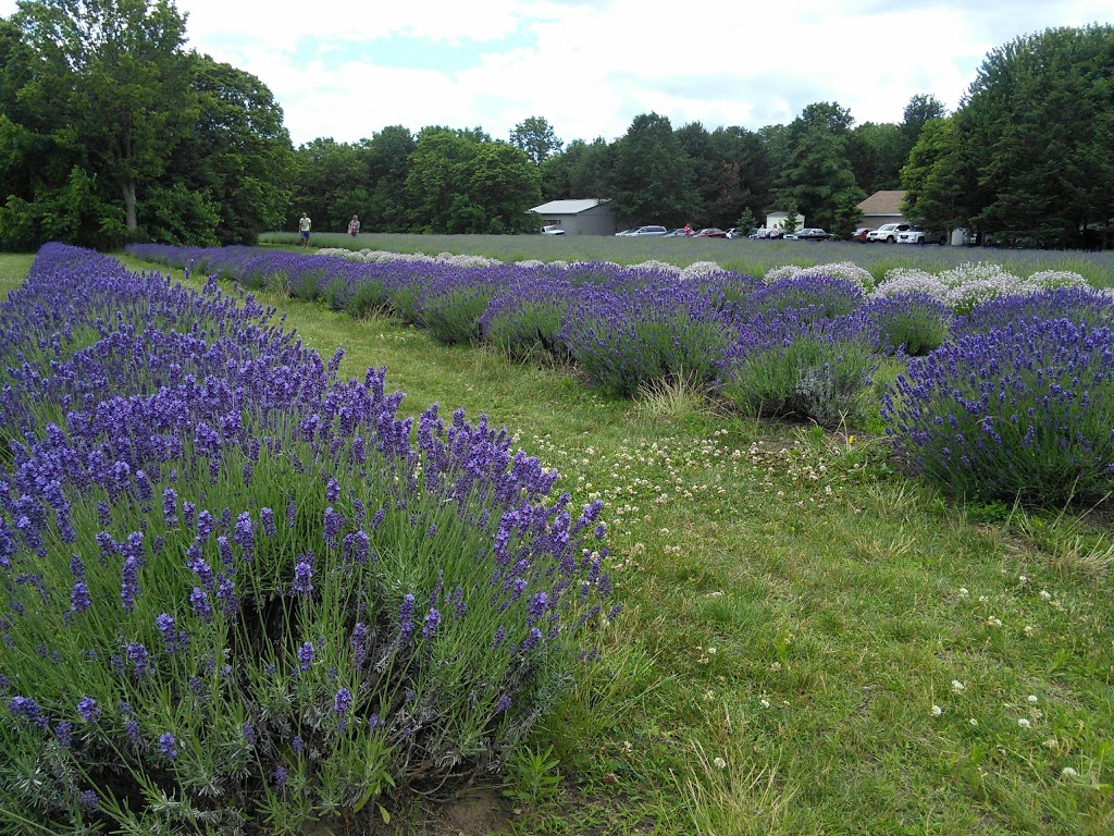 Serenity Lavender Farm Inc | 130 Essex County Rd 50, Harrow, ON N0R 1G0, Canada | Phone: (519) 738-6111