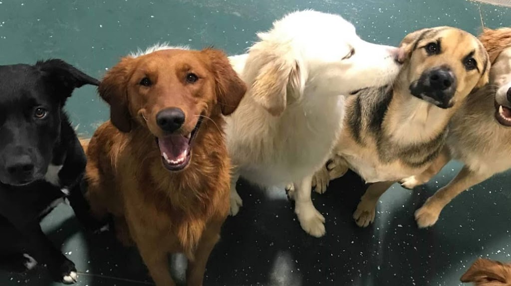 Paws Pet Pad | 4105 65A Avenue, Leduc, AB T9E 0Z4, Canada | Phone: (780) 900-8639