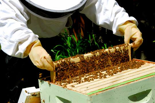 Valley Beekeeping Supplies | 19H Moores Beach Rd, Pembroke, ON K8A 6W2, Canada | Phone: (613) 281-1049