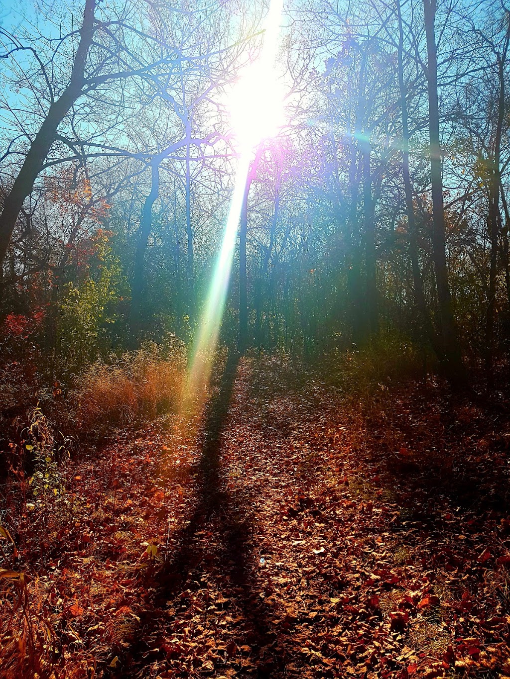 Beauchemin Park | Southboine, Winnipeg, MB R3R, Canada